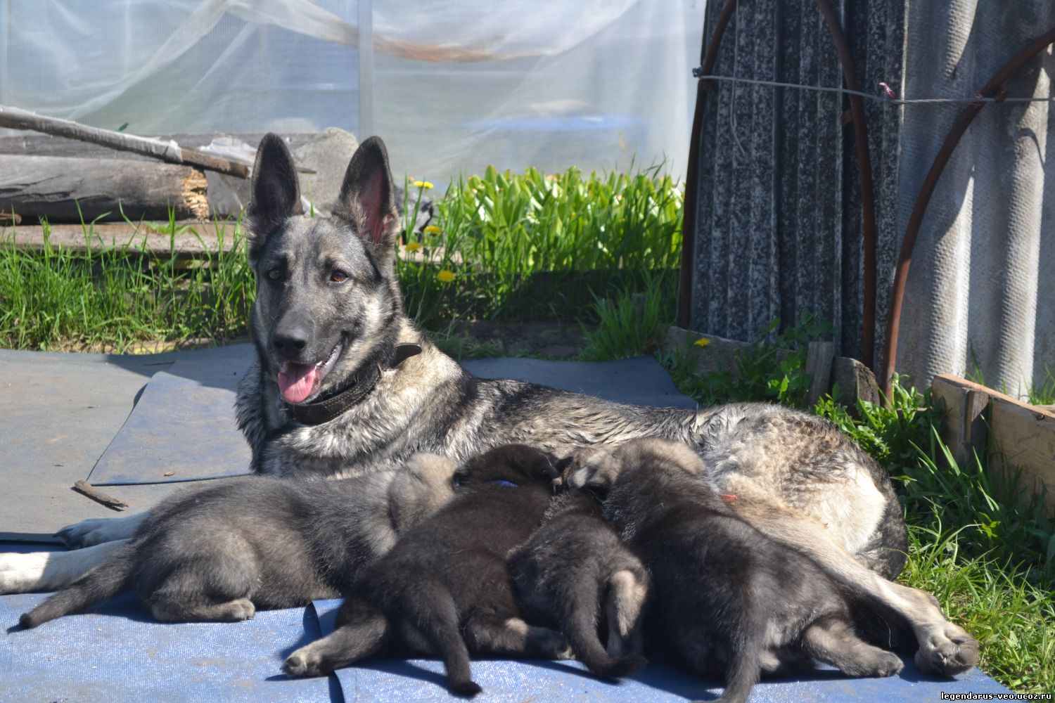 Восточно-европейская овчарка мама с щенками